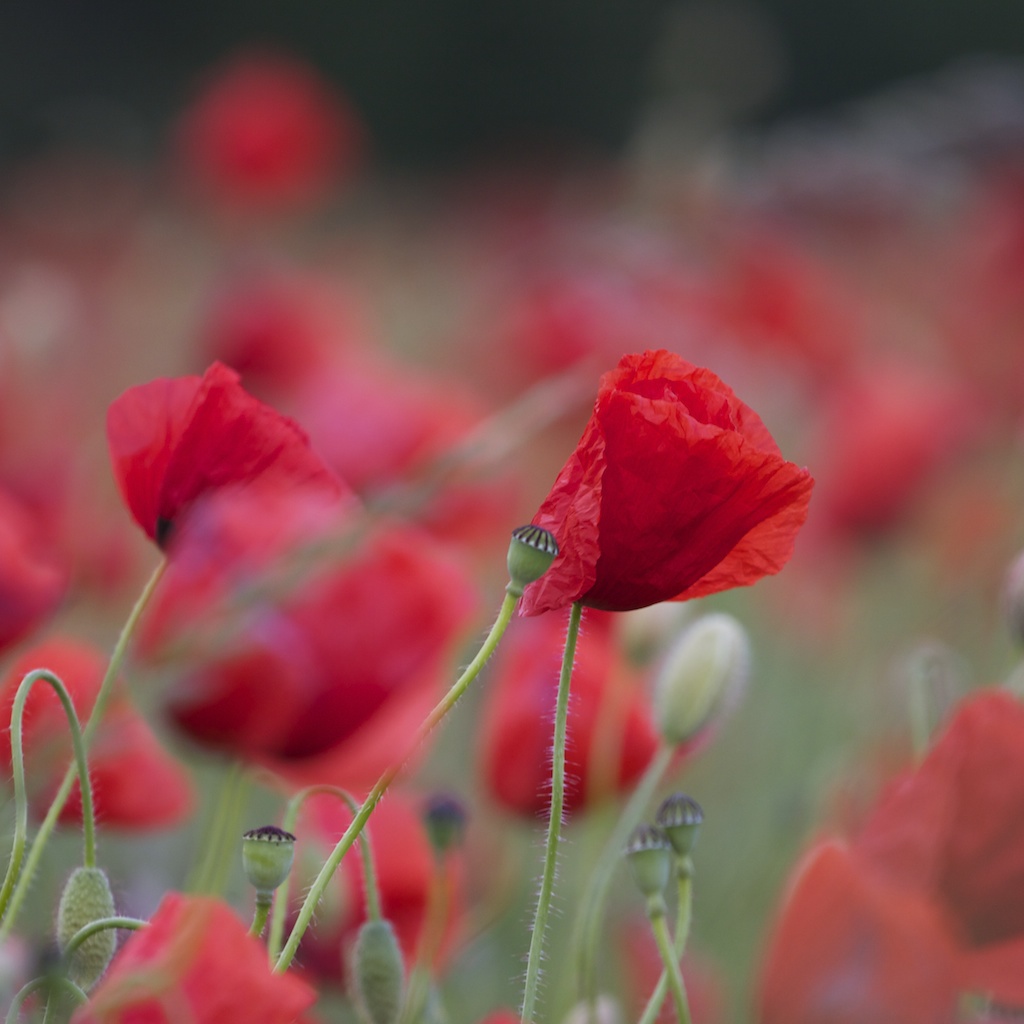 Mohn